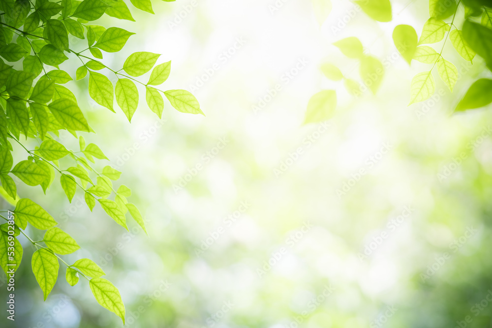 Nature of green leaf in garden at summer. Natural green leaves plants using as spring background cover page greenery environment ecology lime green wallpaper Nature of green leaf in garden at summer. Natural green leaves plants using as spring background cover page greenery environment ecology lime green wallpaper