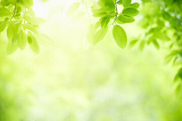 Nature of green leaf in garden at summer. Natural green leaves plants using as spring background cover page greenery environment ecology lime green wallpaper