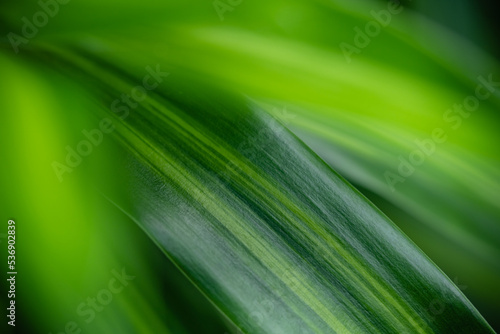 Dark green leaf texture, Natural green leaves using as nature background wallpaper or tropical leaf cover page