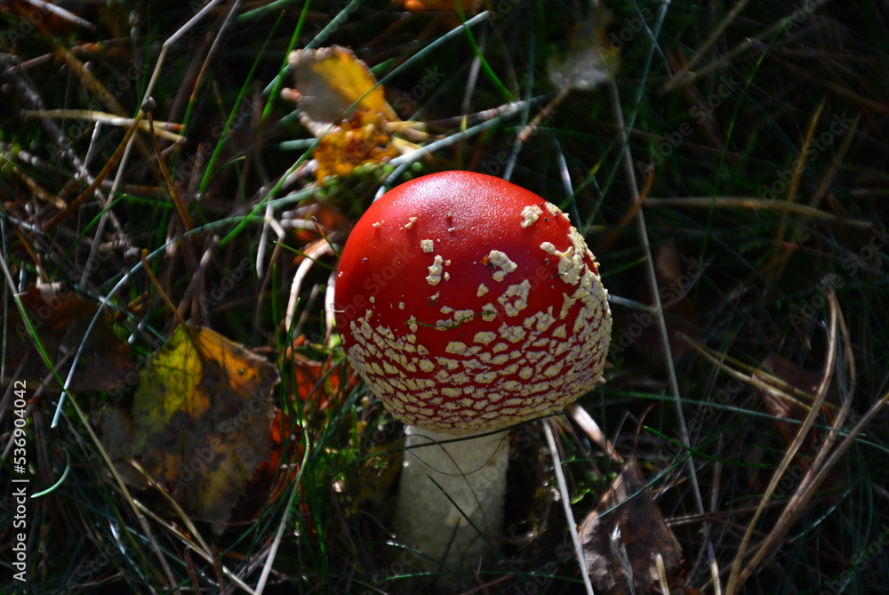 Mushroom in Autumn in the Fen Grundloses Moor, Walsrode, Lower Saxony Mushroom in Autumn in the Fen Grundloses Moor, Walsrode, Lower Saxony