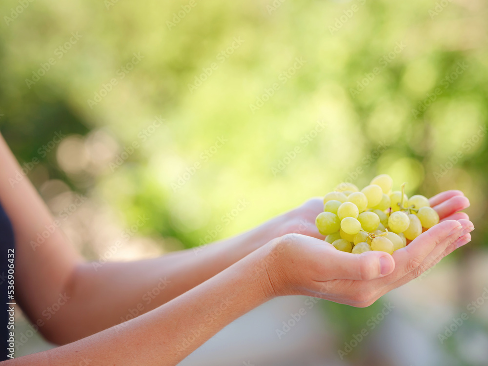 Vineyard Harvest in autumn season. Crop and juice, Woman holding Organic green grapes, concept wine. outdoor Vineyard Harvest in autumn season. Crop and juice, Woman holding Organic green grapes, concept wine. outdoor
