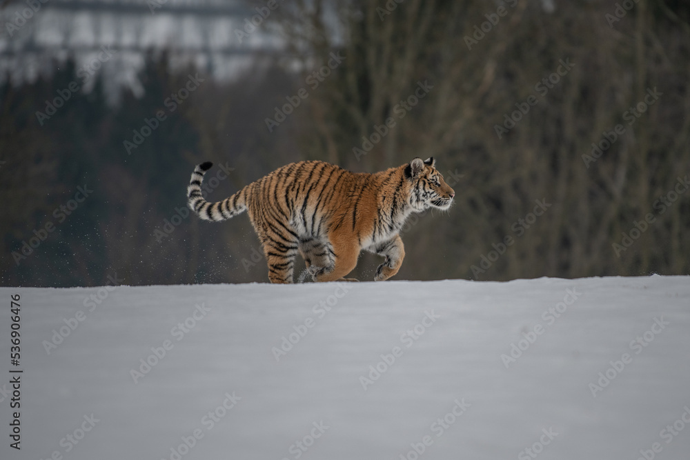 Obraz premium Siberian Tiger running in snow. Beautiful, dynamic and powerful photo of this majestic animal. Set in environment typical for this amazing animal. Birches and meadows