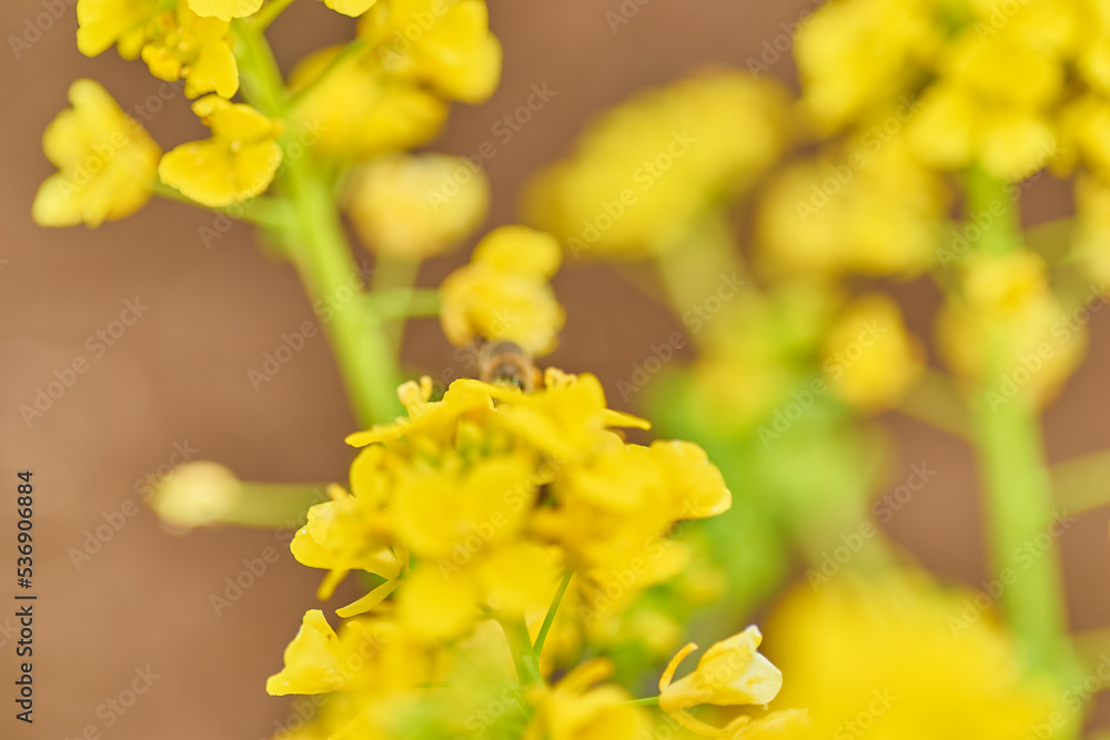 菜の花と蜜蜂 菜の花と蜜蜂