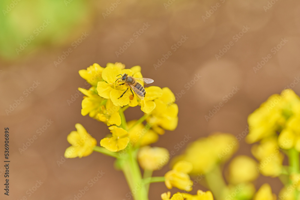 菜の花と蜜蜂 菜の花と蜜蜂