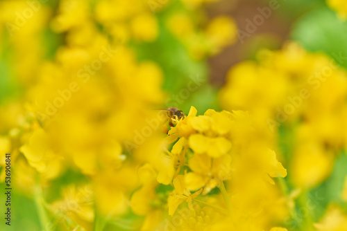 菜の花と蜜蜂 © Daisuke@