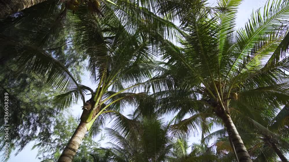 palm tree in the wind. Coconut leaf blue sky sunny background.
