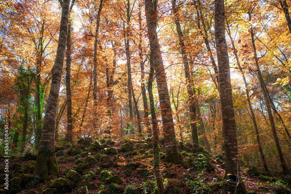 Autumn grove with orange leaves and moss. Fageda d'en Jordà, beech forest. Autumn grove with orange leaves and moss. Fageda d'en Jordà, beech forest.