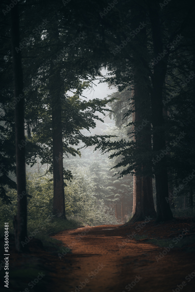 Fototapeta premium Beautiful shot of a dark mysterious forest on a foggy day in fall