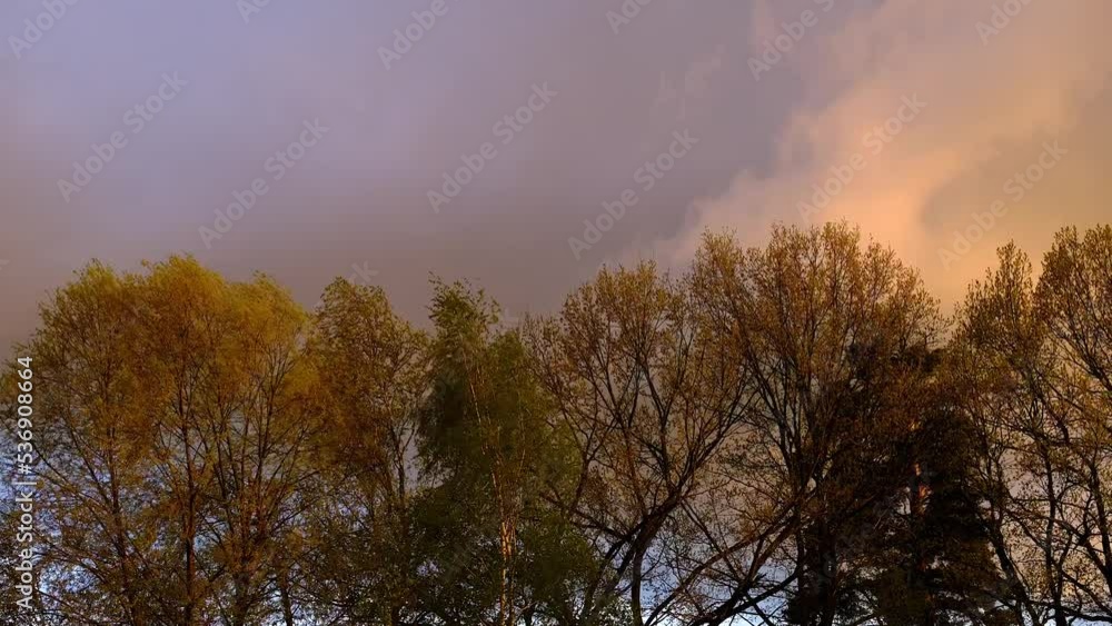 Beautiful autumn landscape at sunset. Trees with yellow-green foliage are swaying in the wind Beautiful autumn landscape at sunset. Trees with yellow-green foliage are swaying in the wind