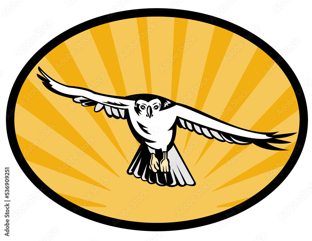 goshawk bird swooping down goshawk bird swooping down