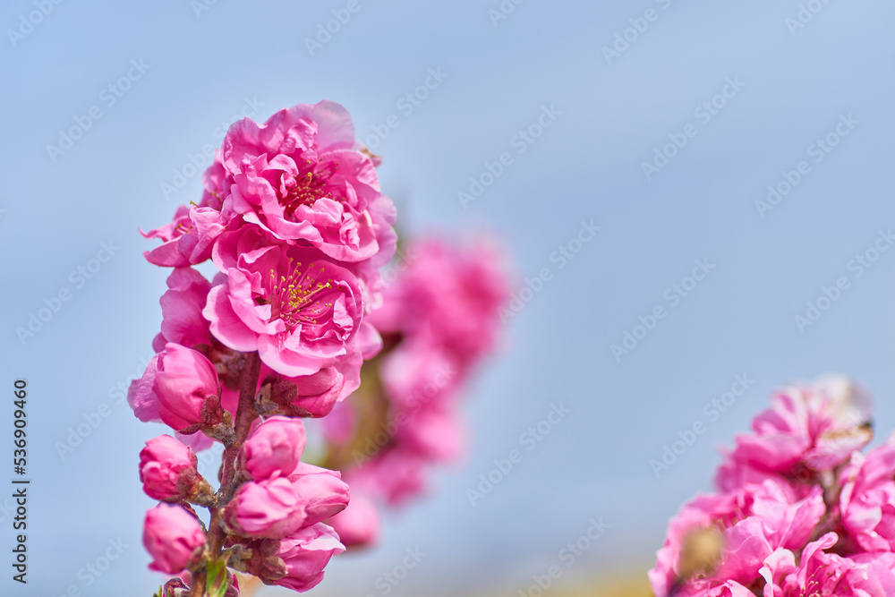 桃の花 桃の花