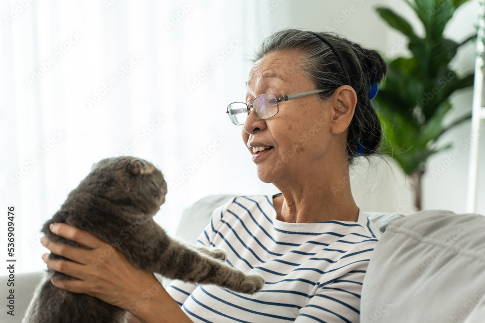 Asian senior couple stroking and play with domestic cat in living room. Asian senior couple stroking and play with domestic cat in living room.