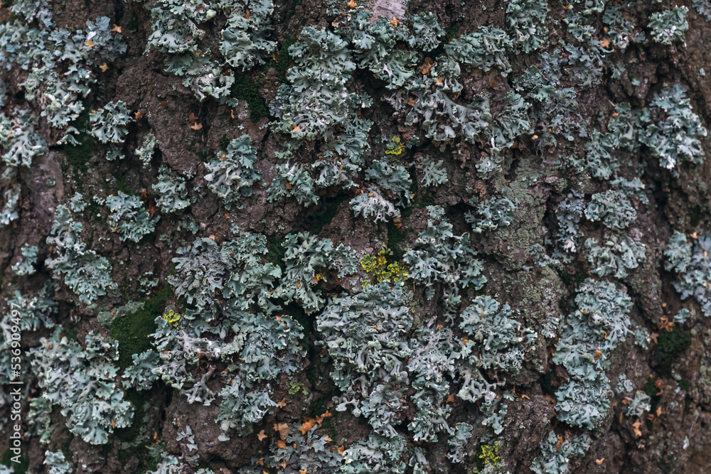Fototapeta premium Texture of the bark of an old tree. Close-up.