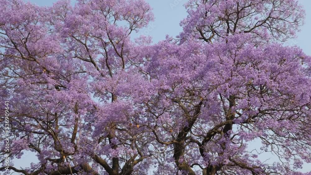 Pan across large blossoming Jacaranda tree, blowing in strong wind Pan across large blossoming Jacaranda tree, blowing in strong wind