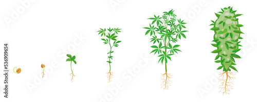 Cannabis growth in stages. Marijuana sprouting infographic. Sowing and growth cycle of ganja