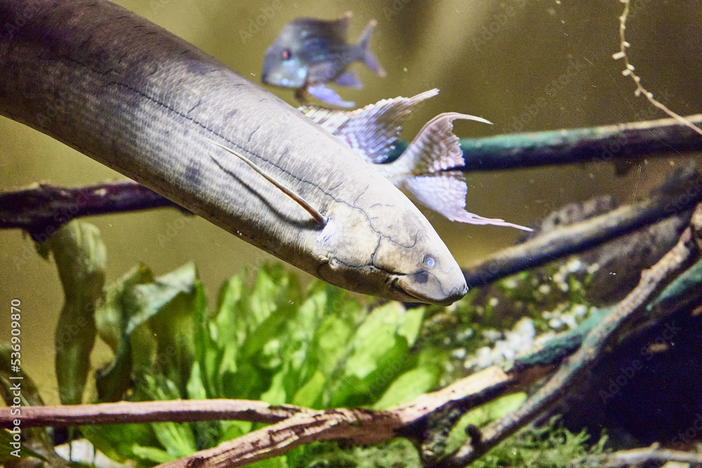 The American scalefish, or lepidosiren Lepidosiren paradoxa is a lungfish, the only species of the genus scalefish and the family scalefish among aquatic vegetation