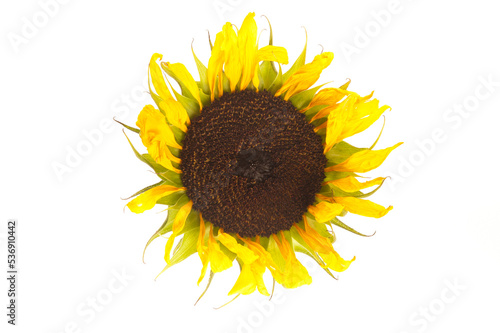 Fototapeta Naklejka Na Ścianę i Meble -  wilting sunflower flower isolated