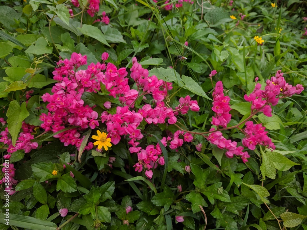Small pink flowers of Coral Vine (Antigonon leptopus) which attracts pollinators Small pink flowers of Coral Vine (Antigonon leptopus) which attracts pollinators