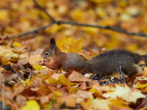 Cute red squirrel with long pointed ears in spring time . Wildlife in spring forest. Sciurus vulgaris.