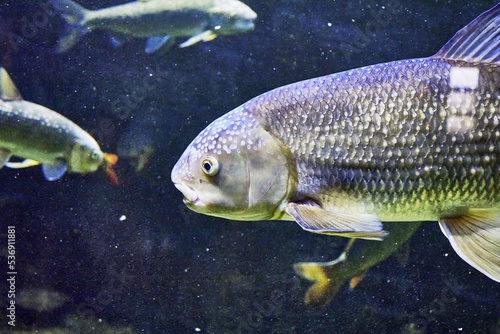 The white cupid Ctenopharyngodon idella is a species of ray-finned fish of the Cyprinid family, the only species of the genus Ctenopharyngodon swimming in water
