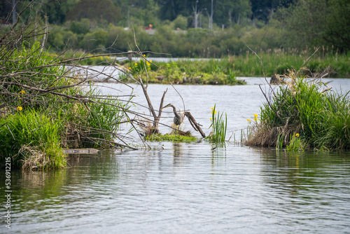 Great blue heron