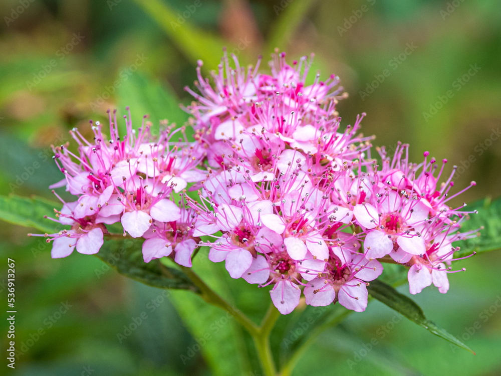 シモツケの花 シモツケの花