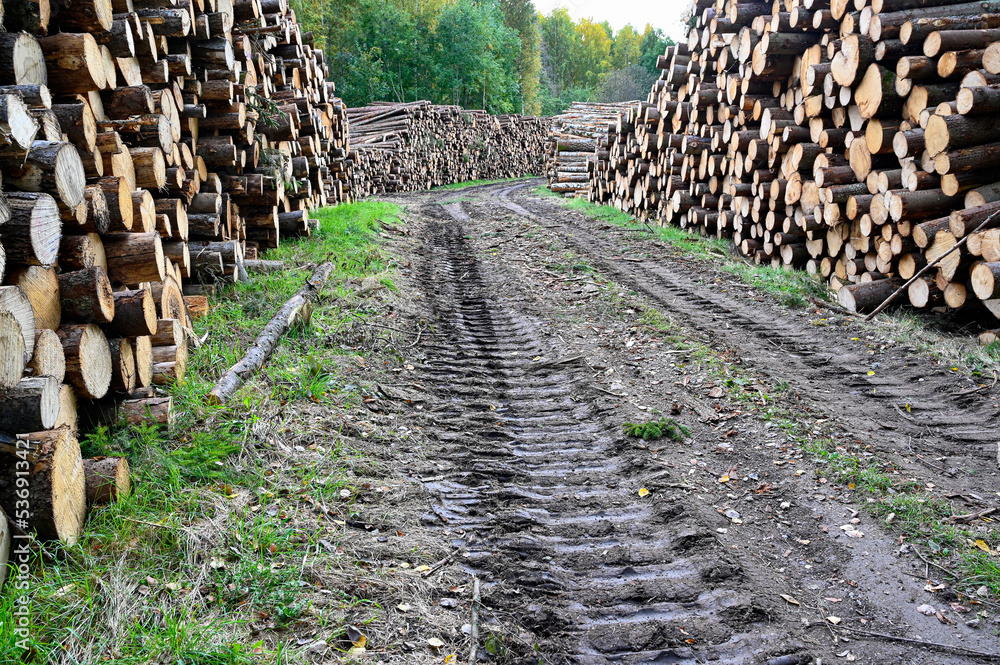 timber stacked beside muddy forest road in september
