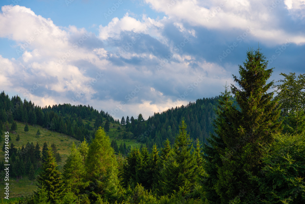 Pine tree forest in the mountains