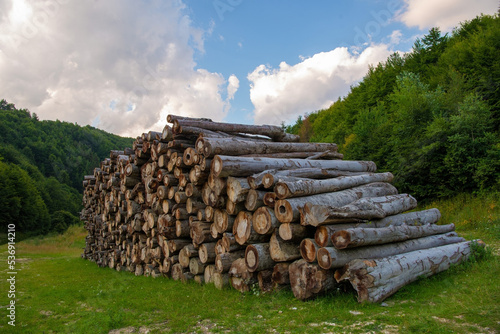 Pile of tree trunks for timber harvesting