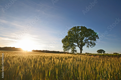 Fotografija Champs céréales Occitanie Hérault agriculture près de Montpellier soleil lumière