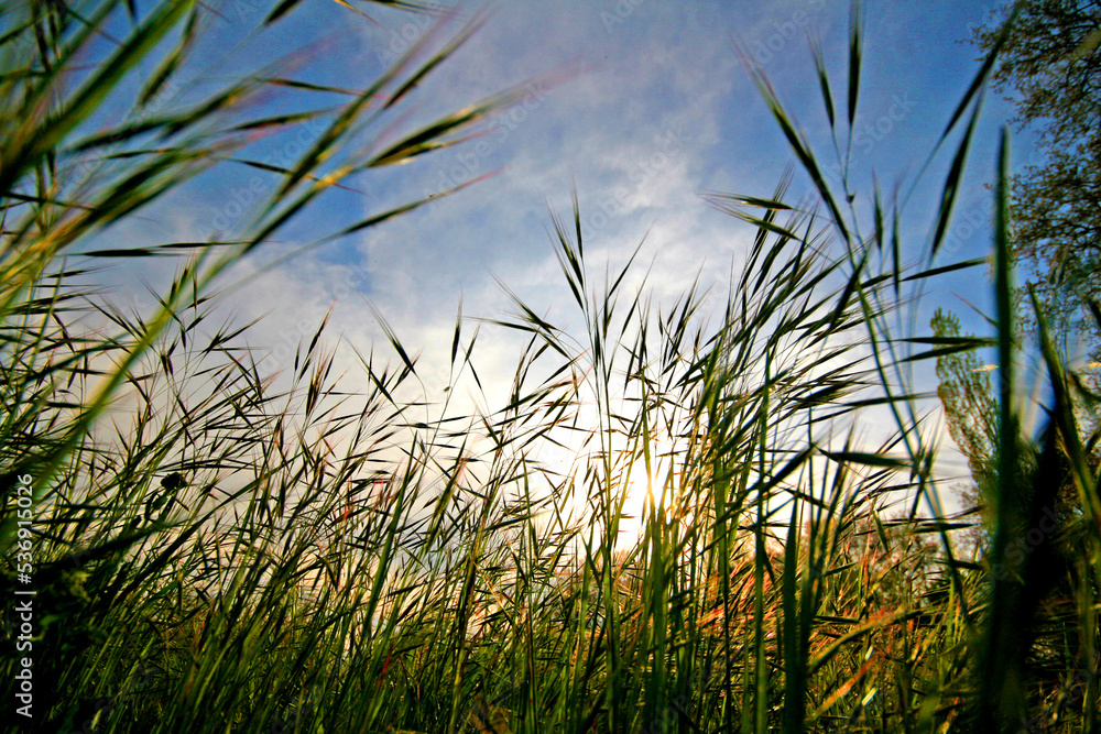 Fototapeta premium Herbes et ciel, nature, biodiversité, graminés , pays de Lunel, sud de la France, Hérault , Occitanie, zen, détente, pleine nature, nuages, lumière, soir, détente