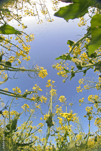 Colza exploitation colza Occitanie agriculture champs Colza matière première huile de Colza fleur de Colza jaune vif Lunel pays de Lunel Hérault France parcelle agricole