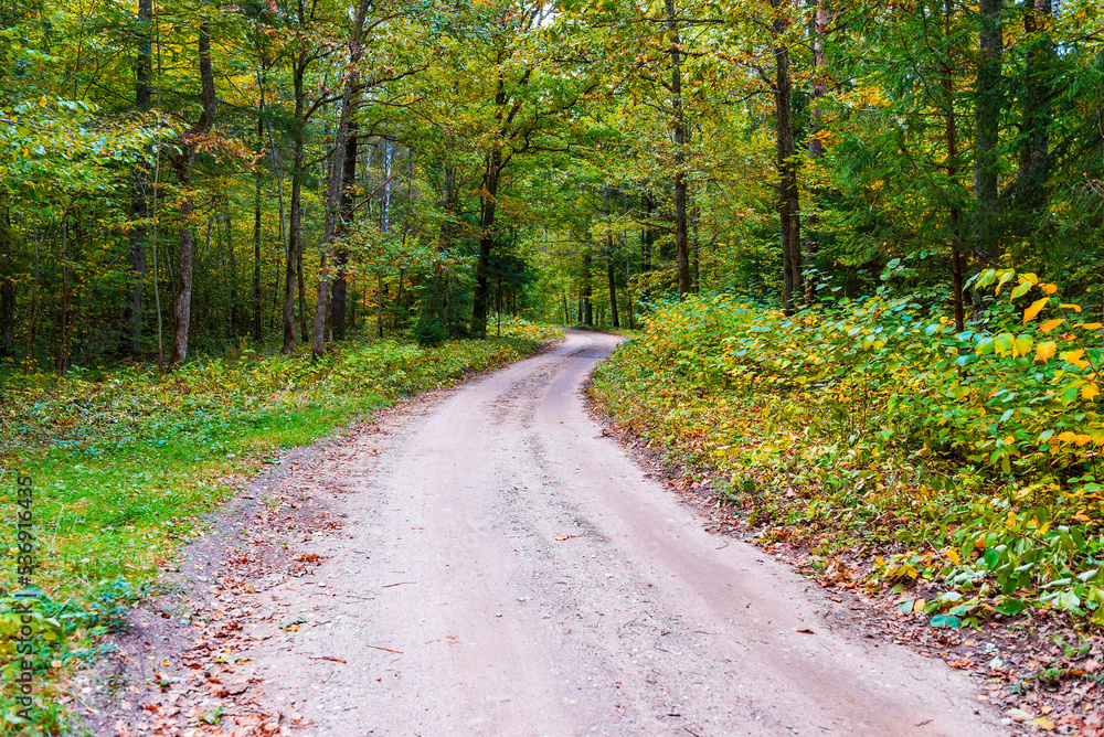 Fototapeta premium Autumn forest scenery road of fall leaves. Gold foliage. Footpath in scene autumn forest nature.Nice September day in colorful forest, maple autumn trees road fall empty way.