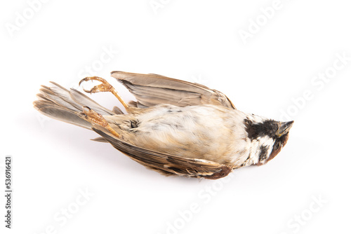 dead sparrow bird isolated on white background.