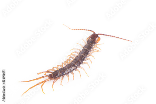 a centipede isolated on white background