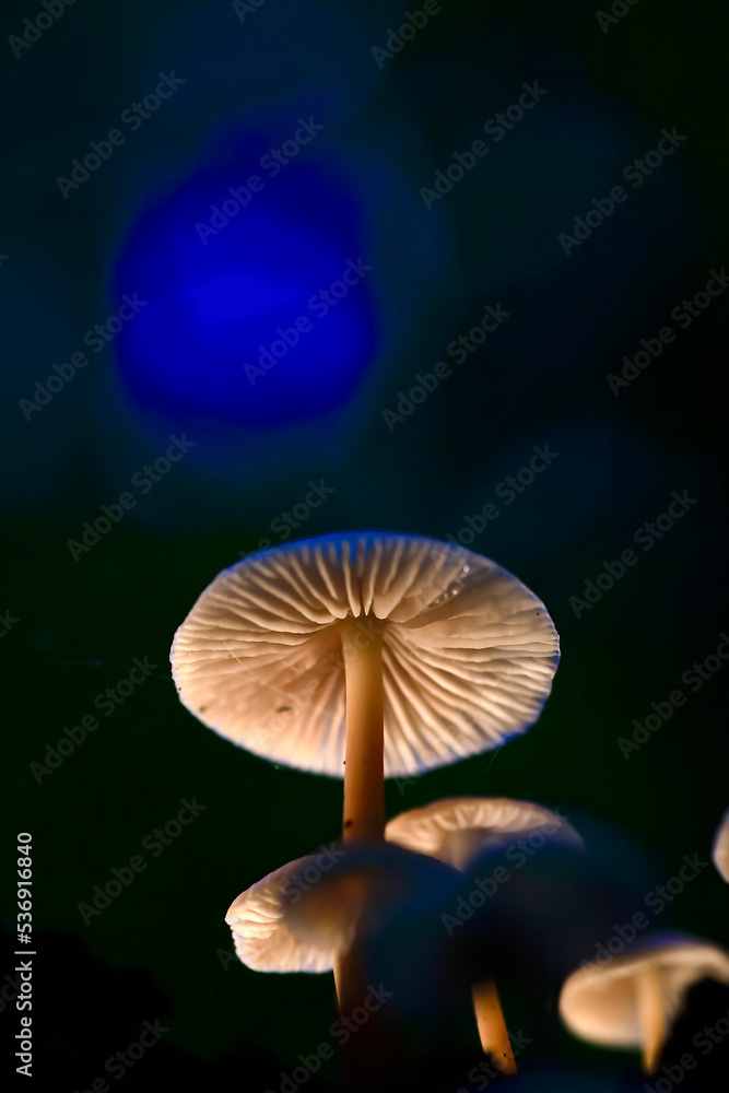Small mushroom growing outdoors Small mushroom growing outdoors
