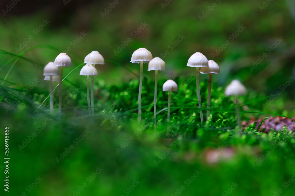 Small mushrooms growing on forest floor Small mushrooms growing on forest floor
