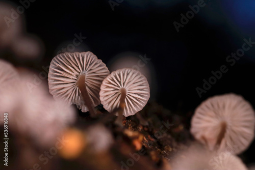Gills of small mushrooms growing outdoors photo