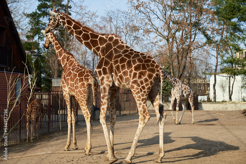 Giraffes family walk in aviary at Wroclaw Zoo. Wild animal