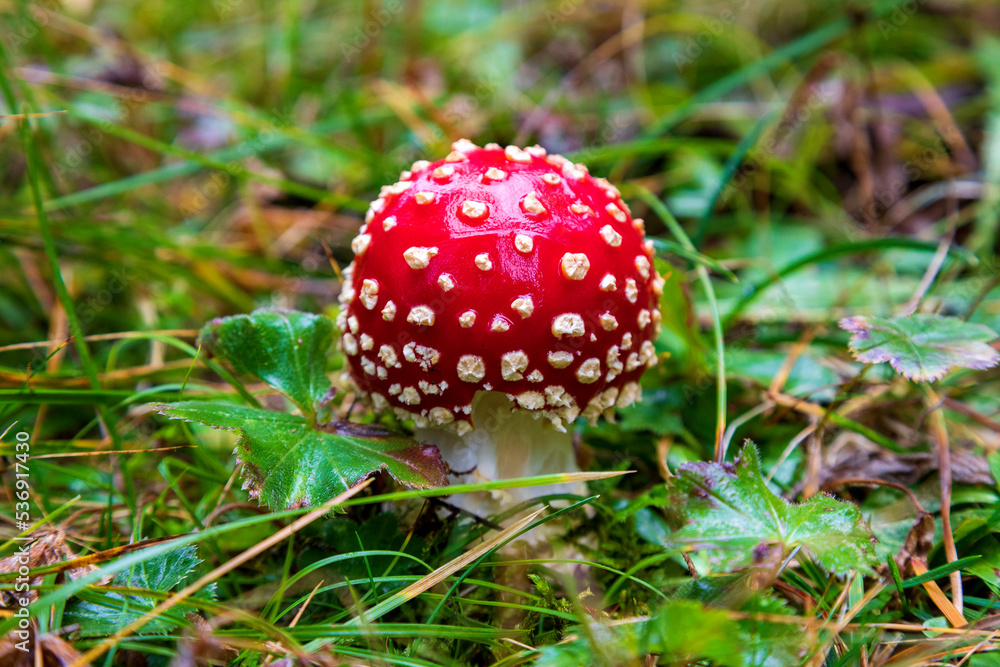 Fly Agaric Mushroom amidst leaves in forest Fly Agaric Mushroom amidst leaves in forest