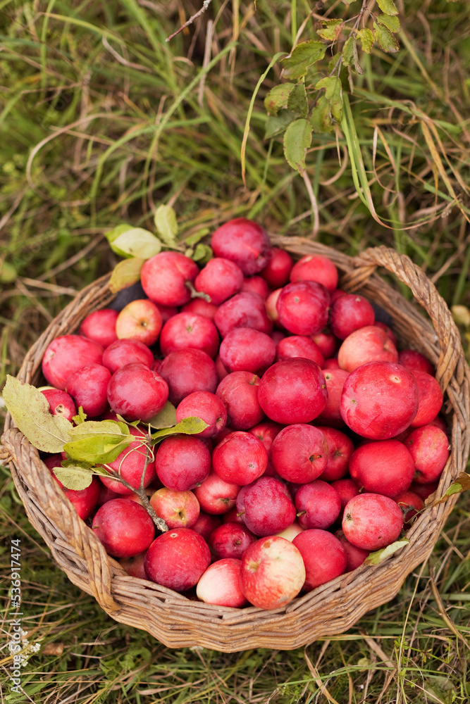 Basket of fresh organic apples on grass Basket of fresh organic apples on grass