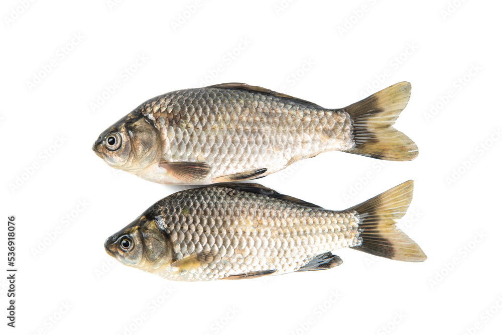 two freshly freshwater fish Crucian carp isolated on white background