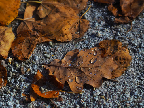 Raindrops on dry autumn, brown leaves on the ground. © Igor