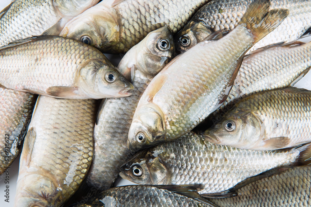 heap of freshly freshwater fish Crucian carp closeup. heap of freshly freshwater fish Crucian carp closeup.