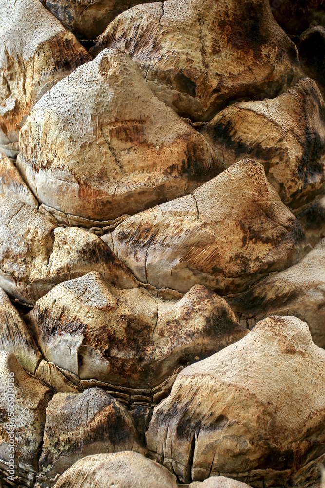 The trunk of the Cretan date palm on a natural site in Crete