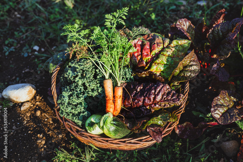 Vegetables kept in basket on sunny day