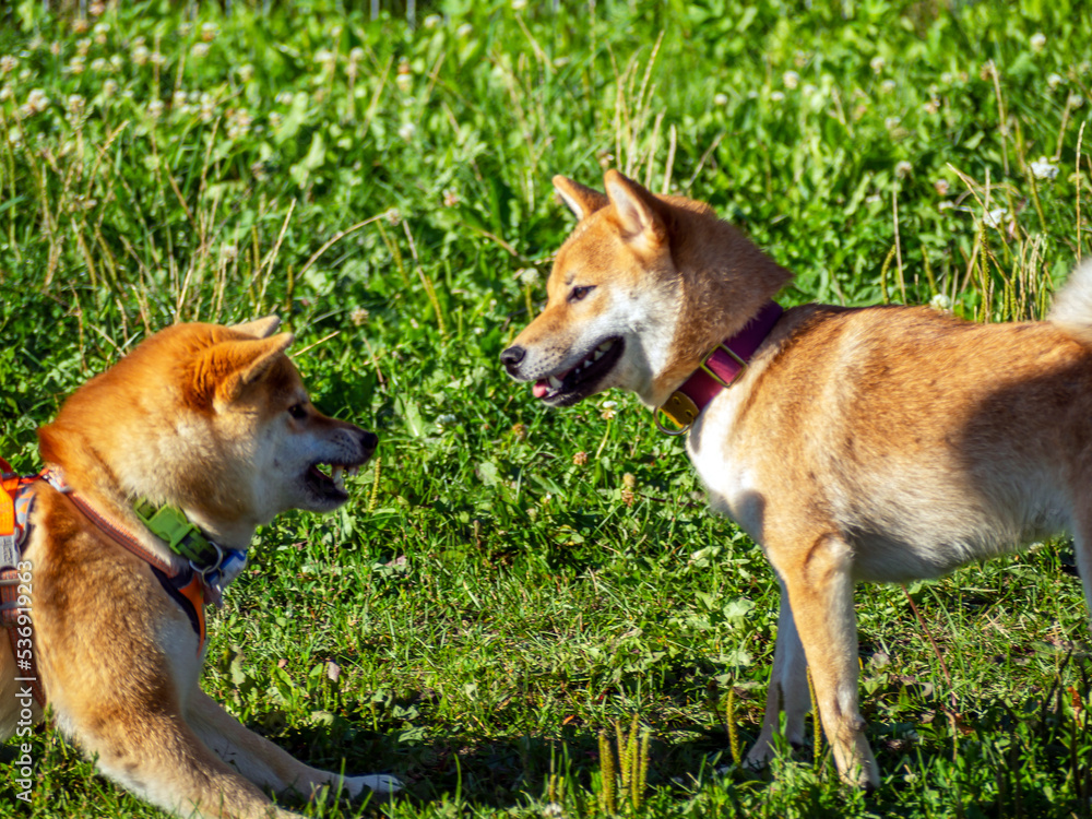Shiba Inu plays on the dog playground in the park. Cute dog of shiba inu breed walking at nature in summer. walking outside. Shiba Inu plays on the dog playground in the park. Cute dog of shiba inu breed walking at nature in summer. walking outside.