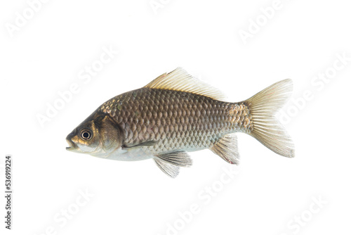river fish Crucian carp isolated with background