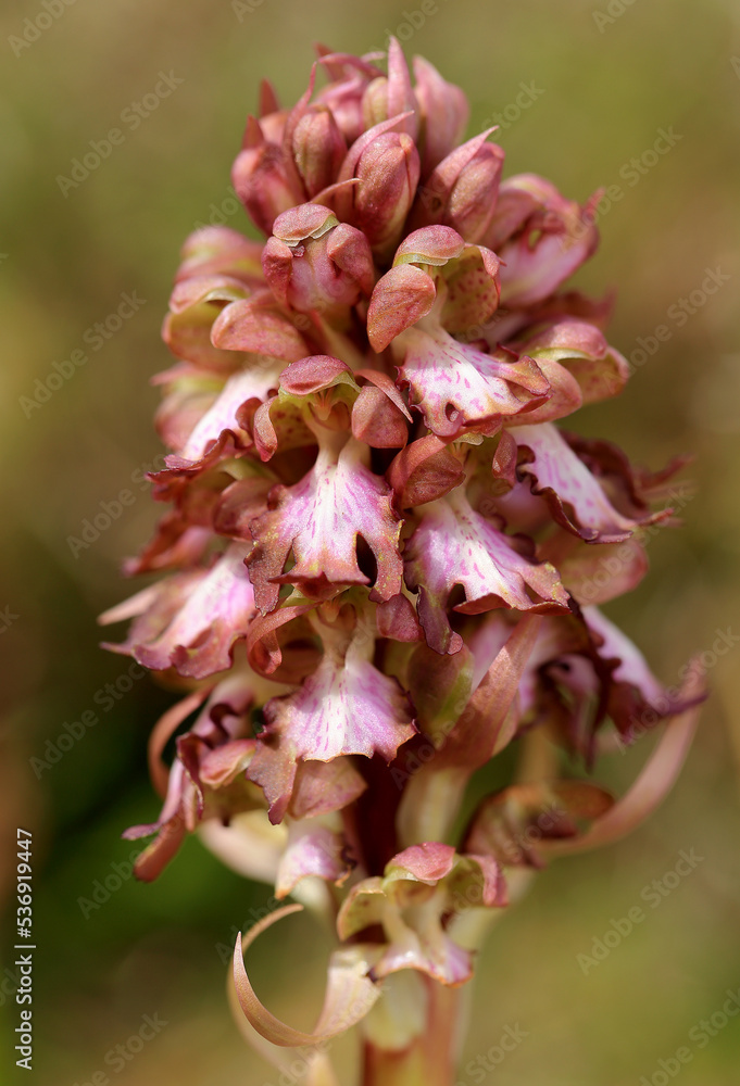 The giant orchid (Barlia robertiana) on the xerothermic grassland in Crete