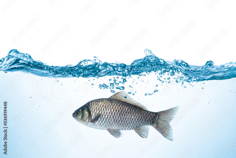 Naklejka premium Freshly Crucian carp fish swimming in water